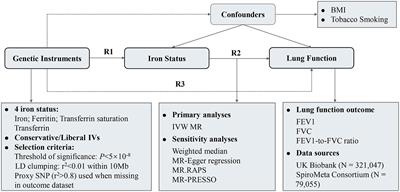 Causal effect of iron status on lung function: A Mendelian randomization study